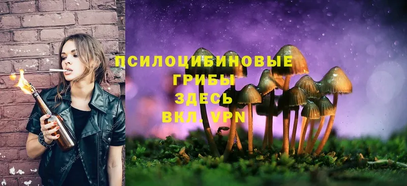 купить наркоту  Муравленко  Галлюциногенные грибы Psilocybe 